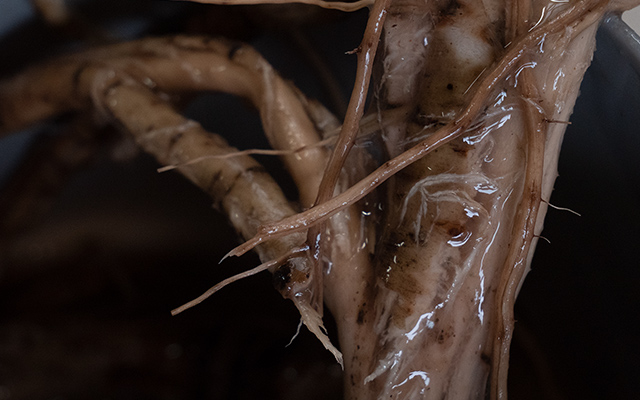 ORU-KOTOで和紙産地を盛り上げたい。